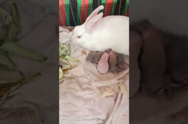 Day 3 old cute baby bunny #shorts #bunny