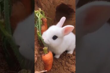 Cute Baby Rabbit Eating #short #shorts #rabbit #bunny #animal #viralvideo #viral #animals #pets #pet