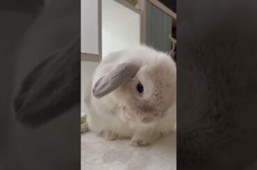Cute Bunny #short #baby #pet #viralshorts #pets #shorts #animal #viral #youtube #trending #ytshorts