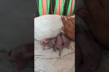 #shorts #bunny cute 3 day old baby bunny