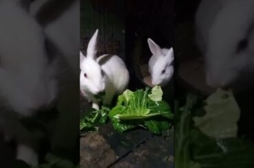 Cute Baby Rabbits Playing,Feeding Activities | Bunny Rabbit(Baby Rabbits)#RunnyRabbits #Babyrabbits