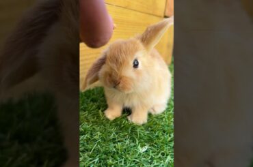 Baby Rabbit #short #shorts #viral #youtube #ytshorts #viralshorts #trending #pet #baby #pets #cute