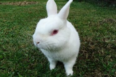 Rabbit cutest animals , Baby Rabbit , rabbit for kids