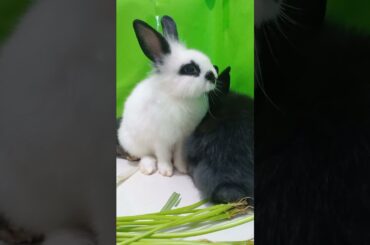 Cute bunny, Cute Bunny at Home, Beautiful Bunny #Short 001