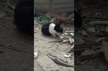 so cute rabbit in my fram# khamar bangla agro project