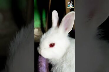 Small Bunnys Very Cute Bunny in India | Newzealand White and Black Dutch Rabbit Bunnys #bunny #short