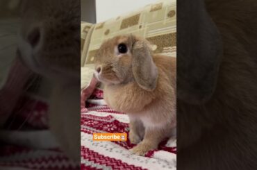 Cute Bunny, Funny Nanny, Rabbits Video #shorts