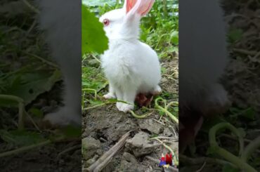 baby rabbit | cute bunny | rabbit videos |6| Animals and beautiful nature | #shorts #short #animals