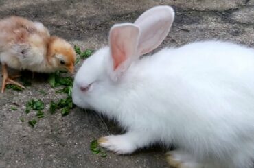 Cute Bunny Rabbit With Baby Chicken