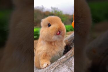 Cute Bunny Sitting In A Tree - The cutest ever!
