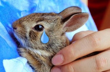 This is Why the Childhood of Rabbits is so Terrible