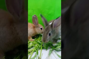 Cute bunny, Cute Bunny at Home, Beautiful Bunny #Short 028