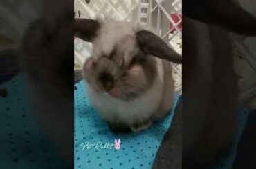 Super Cute and Fat Holland Lop Bunny Rabbit #shorts #hollandlop #cuterabbit
