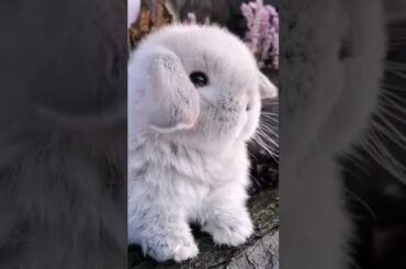 How Cute Baby Rabbit #short #baby #pet #viralshorts #pets #shorts #animal #viral #youtube #trending