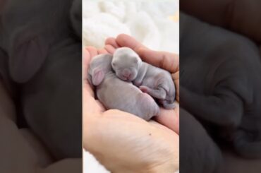 Baby Bunnies #short #shorts #rabbit #bunny #animal #animals #pets #pet #viral #viralvideo #cute#baby