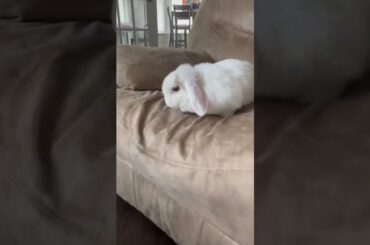 Cute bunny on chair!