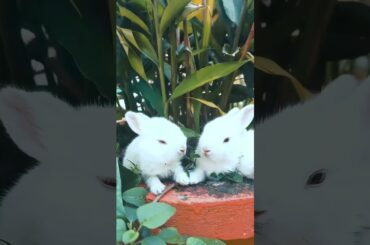 Cute rabbit eating #petshorts #shorts #pets #rabbit