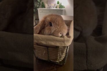 Cute bunny!!