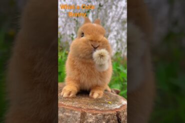 What a Cute Bunny I Loved that bunny