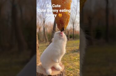 So Cute #bunny #cutebunny #cuterabbit #rabbit #rabbits