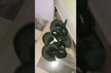 Cute bunny playing#shorts