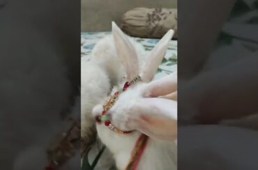 Cute #rabbit #bunny #shorts #vlog #baby video #chubby #bunny #shortvideo