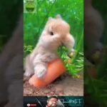 cute rabbit eating fresh carrots #shorts #animals