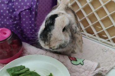 The Cutest Harlequin Bunny Rabbit I Ever Seen #shorts #harlequinrabbit #cutebunny
