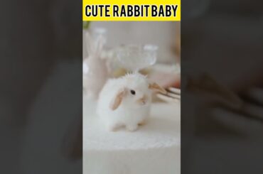 cute Rabbit Baby #shorts #viral #shortfeed #trending