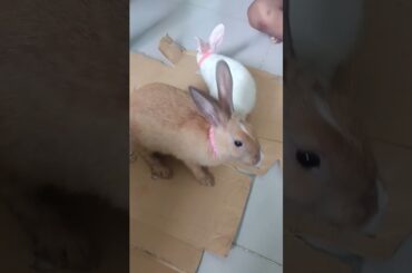 h52 cute bunny home tour #shorts #pets #rabbit