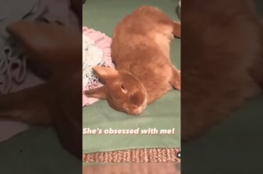 Cute Funny Bunny Video | Cute Rabbit Video #short #shorts #rabbit #rabbits #animals #pets #pet