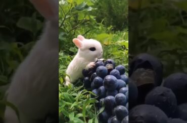 Cute Baby Rabbit Eating #short #shorts #rabbit #bunny #animal #viralvideo #viral #animals #pets #pet