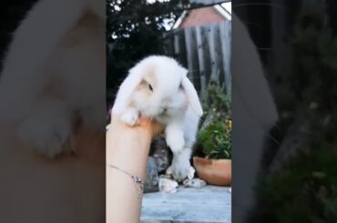 Cute Rabbit #short #shorts #rabbit #bunny #animal #animals #pets #pet #pets #viral #viralvideo #cute