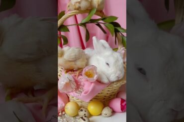 Cute Bunny | Shorts | #rabbit #bunny #cutebunny #cuterabbit #tabsrabbitry