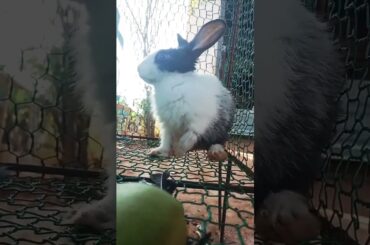 #short ,cute rabbit