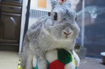 Baby Bunny Rabbit Doing The Cutest Thing EVER | Cutest Animals