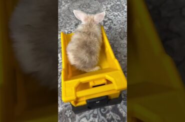 Cute bunny #rabbit #bunny #animals #shorts