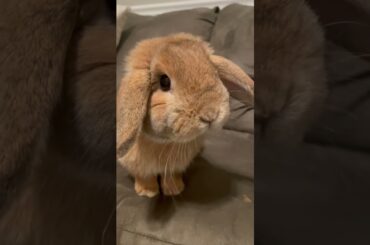 Cute Bunny