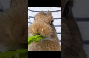 Cute bunny eating ASMR #short