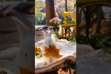 cute baby rabbit #shorts