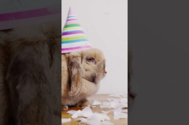 Cute bunny . A Beautiful Moment#shorts #youtube #hematech joy