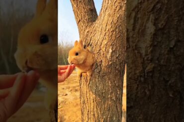 Cute Rabbit Videos - Kelinci Lucu #shorts #foryou