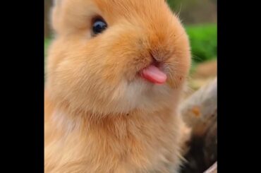 #pets#cute bunny#cute bunny#animals
