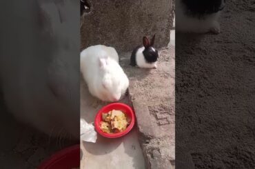 Cute bunny family sleeping#shorts