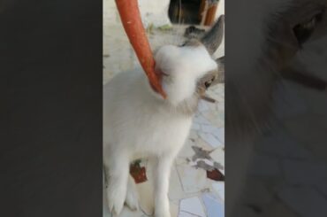 Cute rabbit eating carrot #shorts #trending #youtubeshorts cutest animal planet