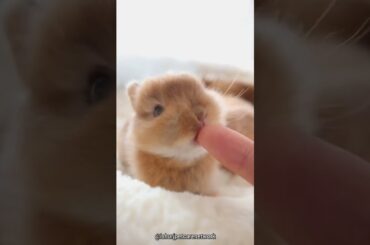 cute bunny  #short #rabbit  #pets