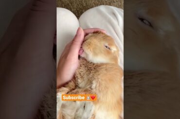 Cute baby bunny, animals funny videos #shorts