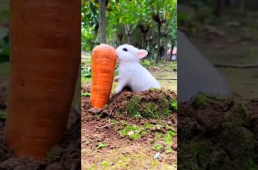 cute rabbit eating carrot