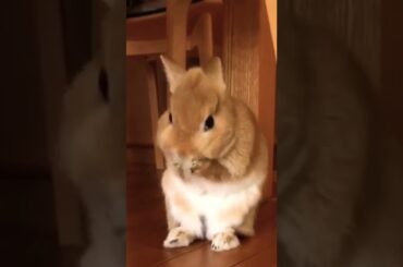 Cute Rabbit Self Grooming Video #shorts #short #rabbit #bunny #animal #animals #pets #pet #bunnies