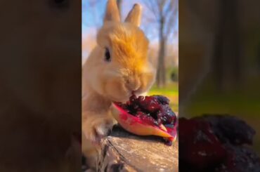 cute bunny #eating #shorts #youtubeshorts